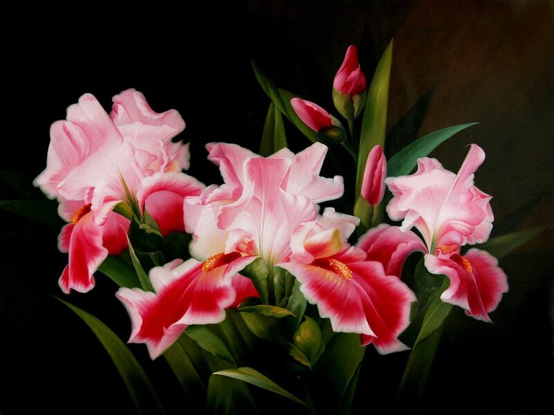 Pink Iris Flowers — Dramatic, Painting, Buds