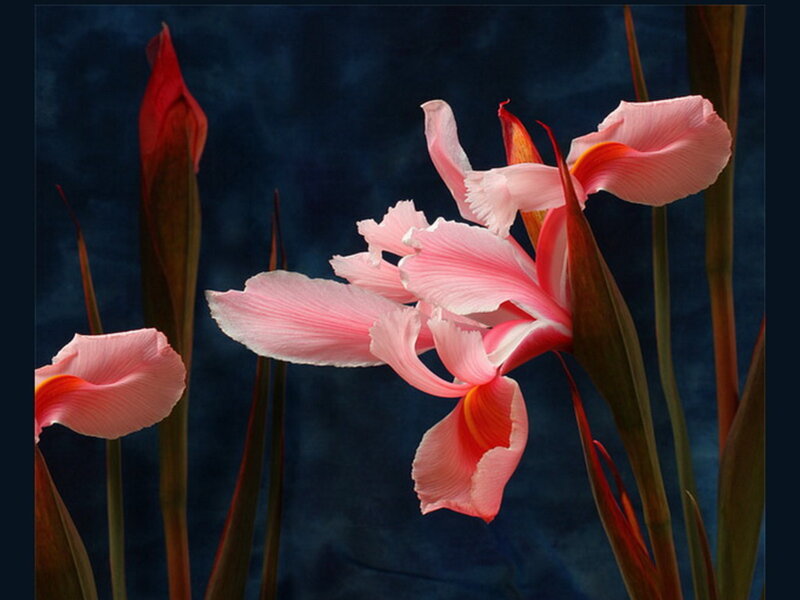 Pink Iris Flowers — Dramatic, Photograph