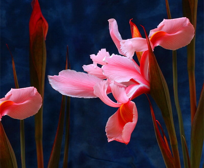 Pink Iris Flowers — Dramatic