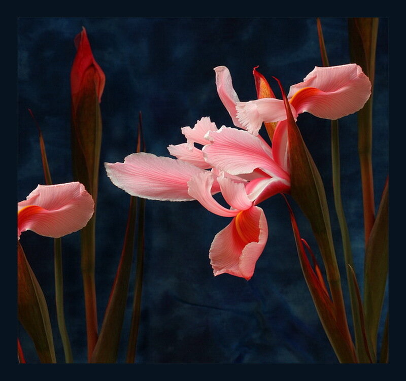 Pink Iris Flowers