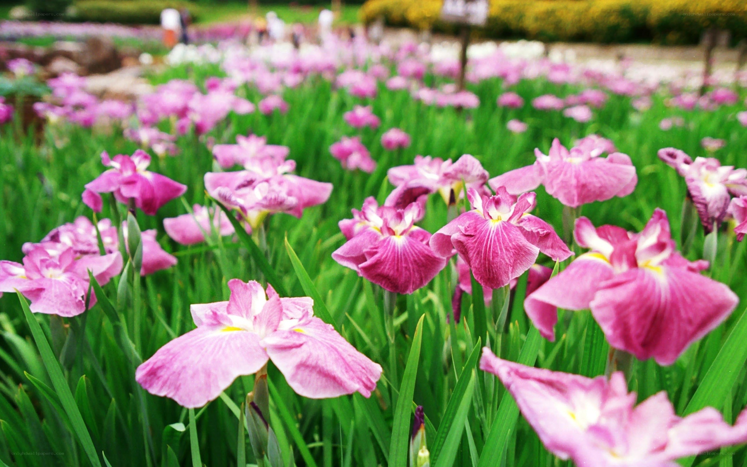 Pink irises in a garden