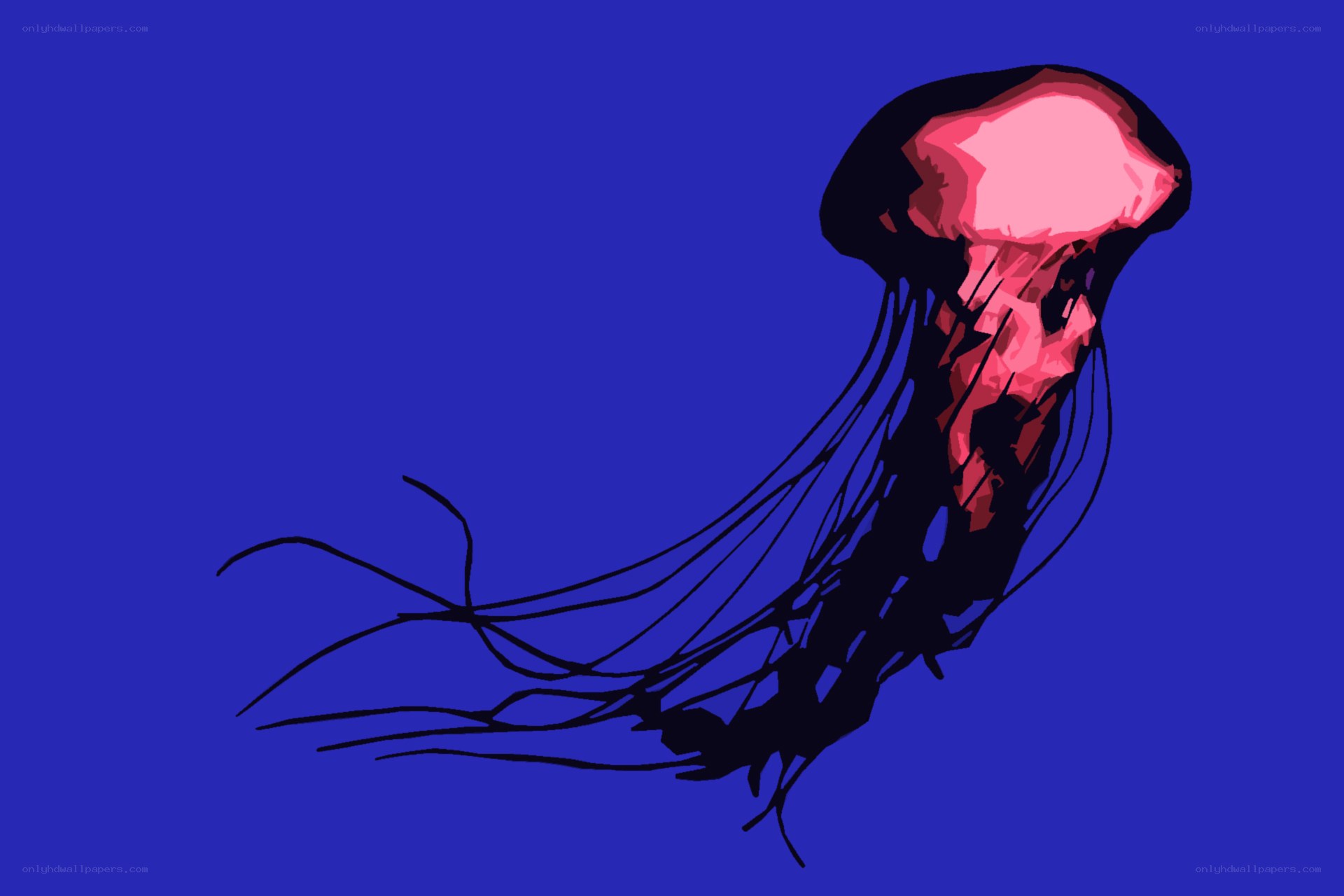 pink jellyfish illustration