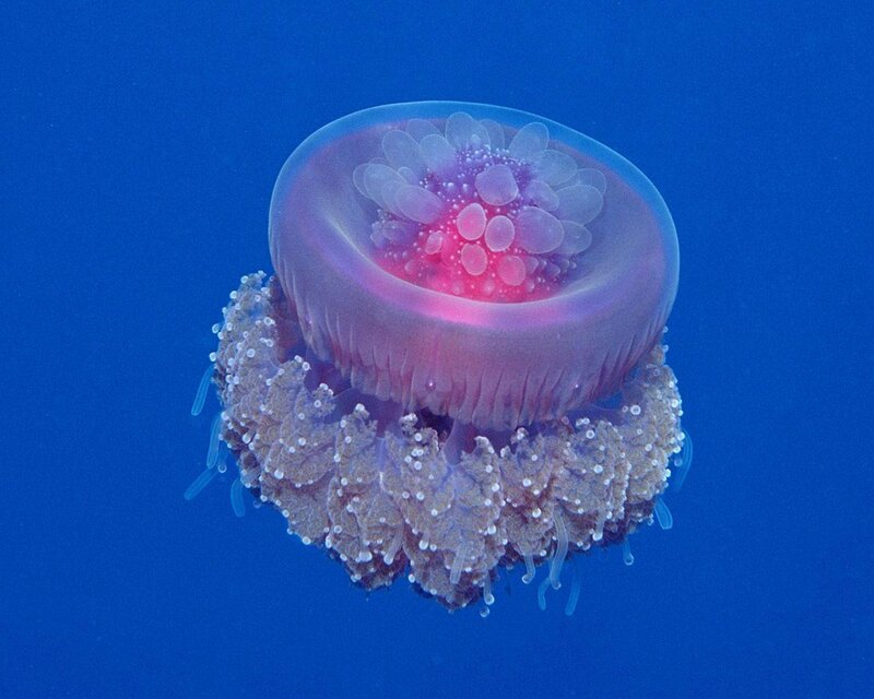 Pink jellyfish in blue water