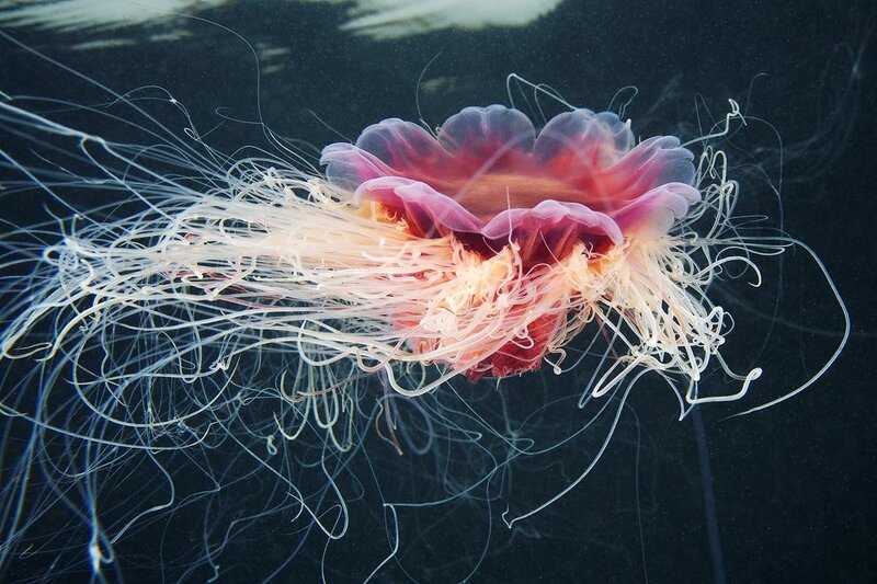 Pink jellyfish in dark water
