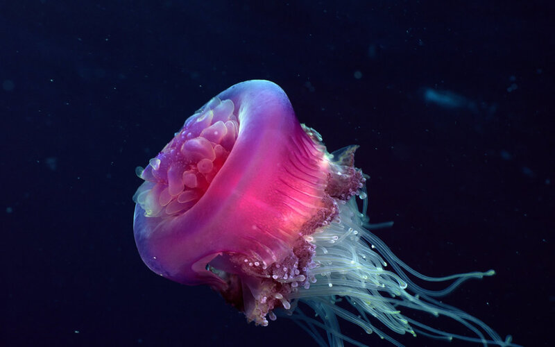 Pink jellyfish in deep water