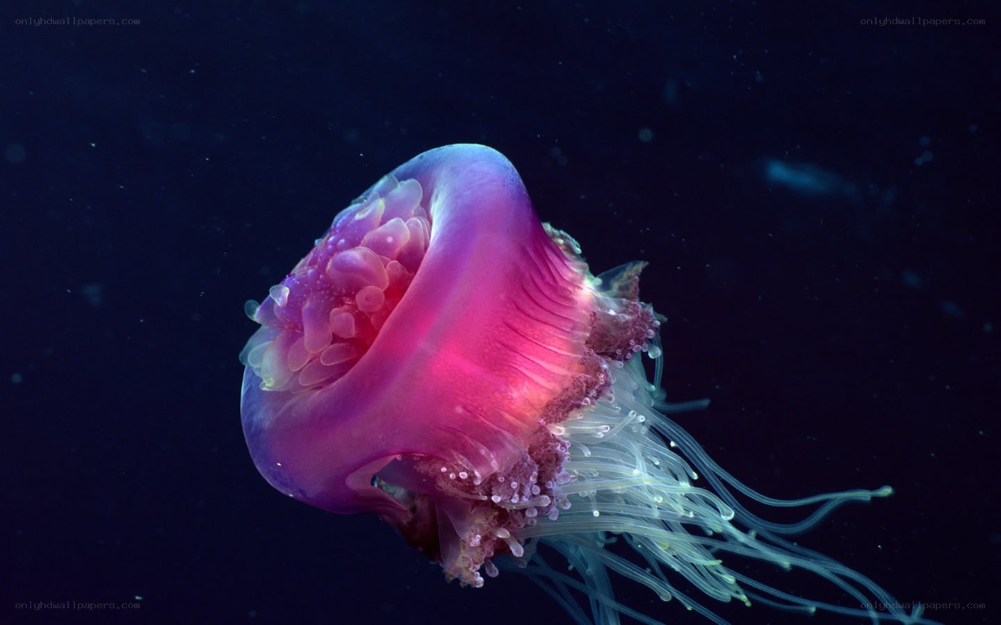 Pink jellyfish in deep water