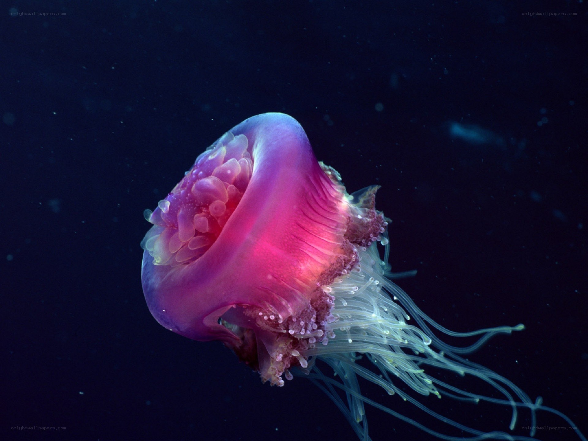Pink jellyfish in deep water