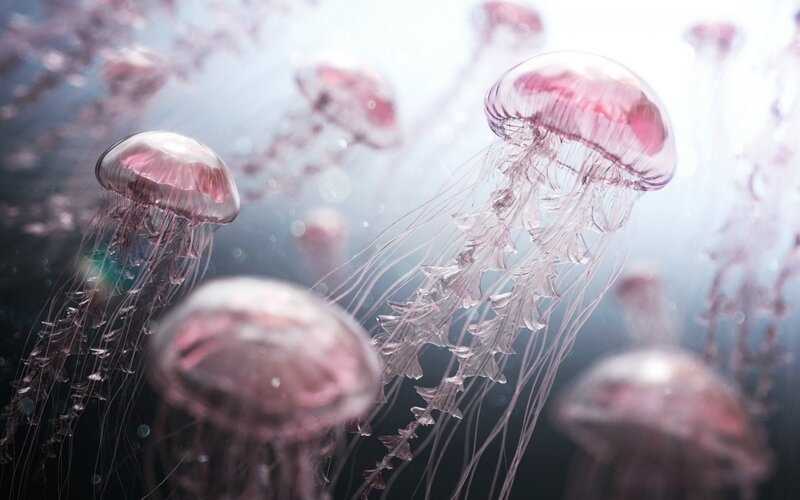 Pink Jellyfish in Water — Serene, Digital Art