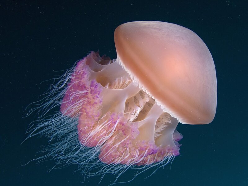 Pink Jellyfish in Water — Serene, Night