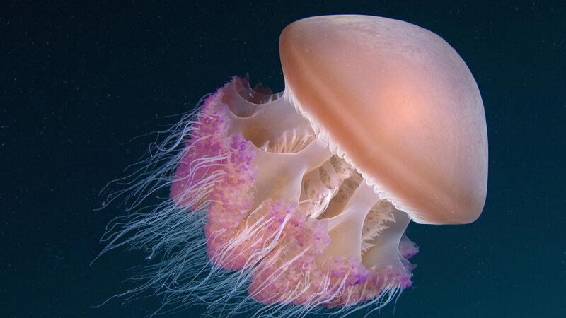 Pink Jellyfish in Water — Serene