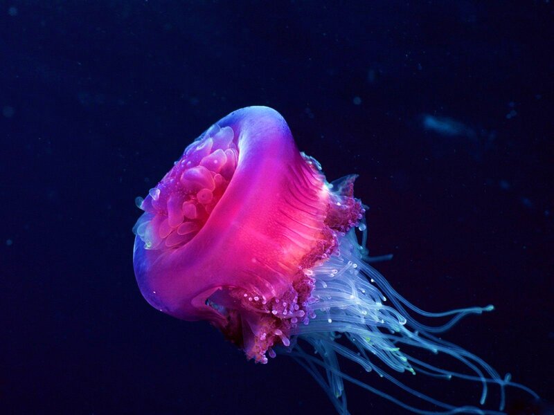 Pink Jellyfish in Water
