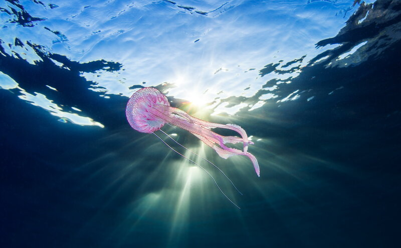 Pink Jellyfish Underwater — Blue, Serene