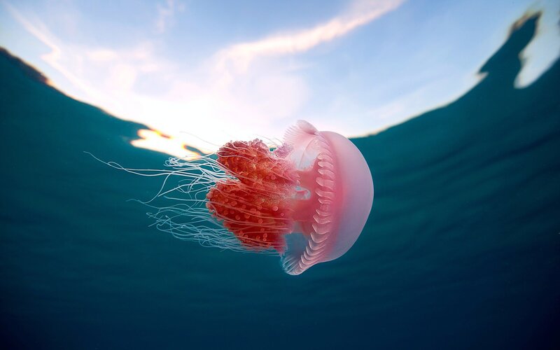 Pink Jellyfish Underwater