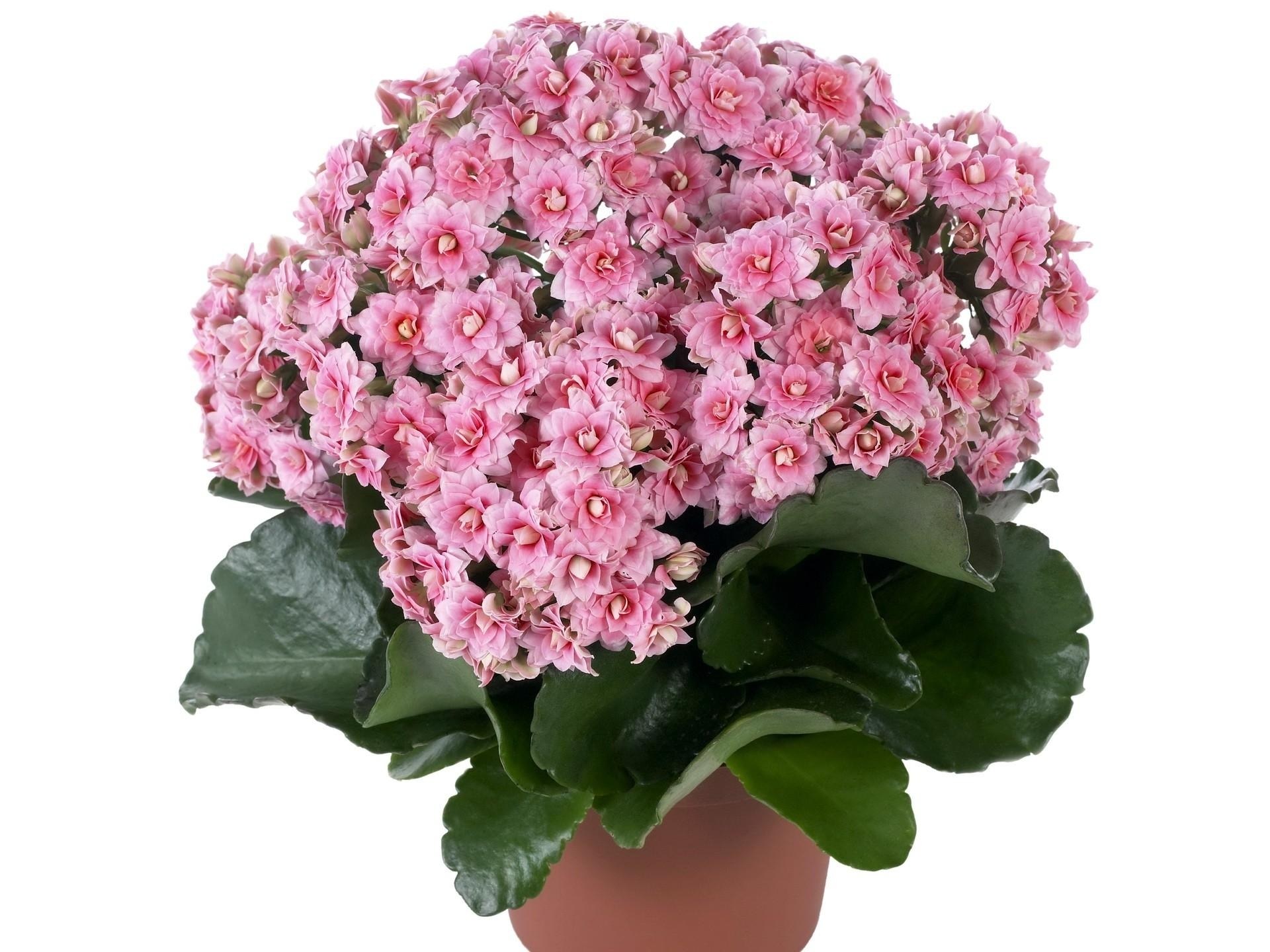 pink kalanchoe flower bouquet