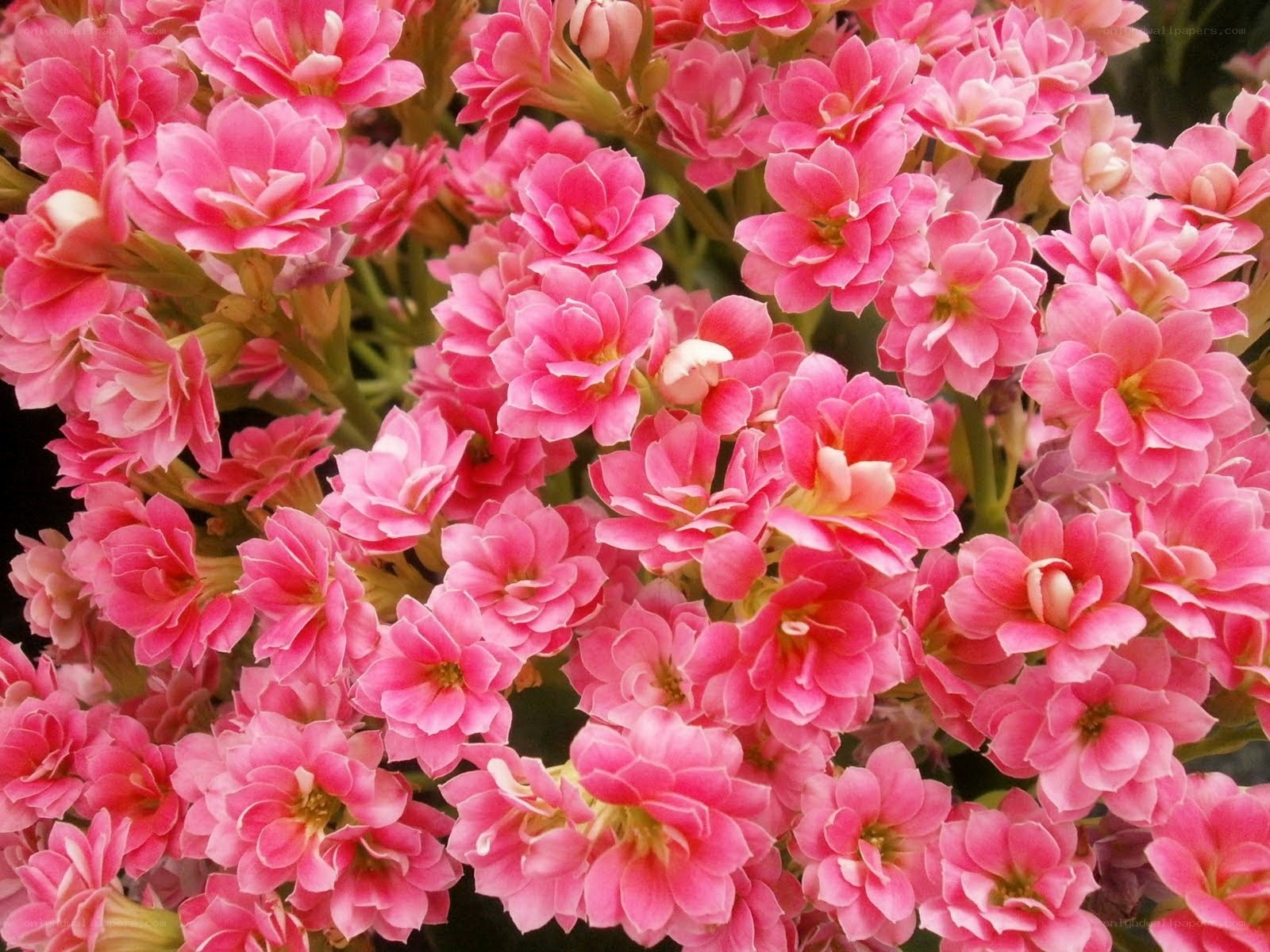 Pink Kalanchoe Flower Cluster