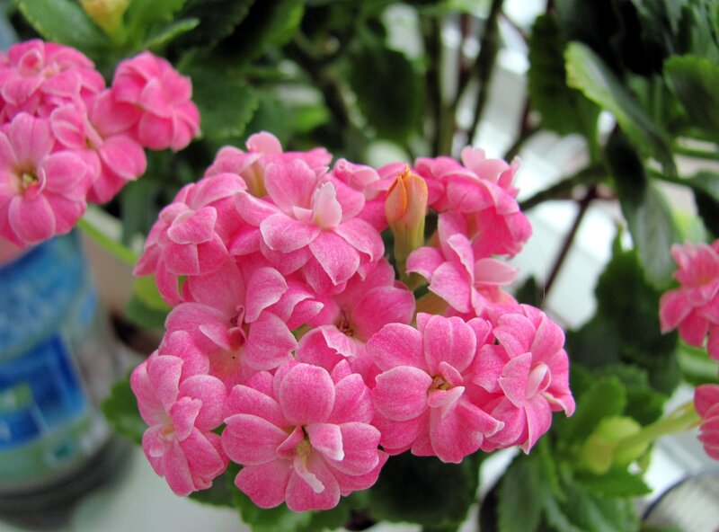 Pink Kalanchoe Flowers