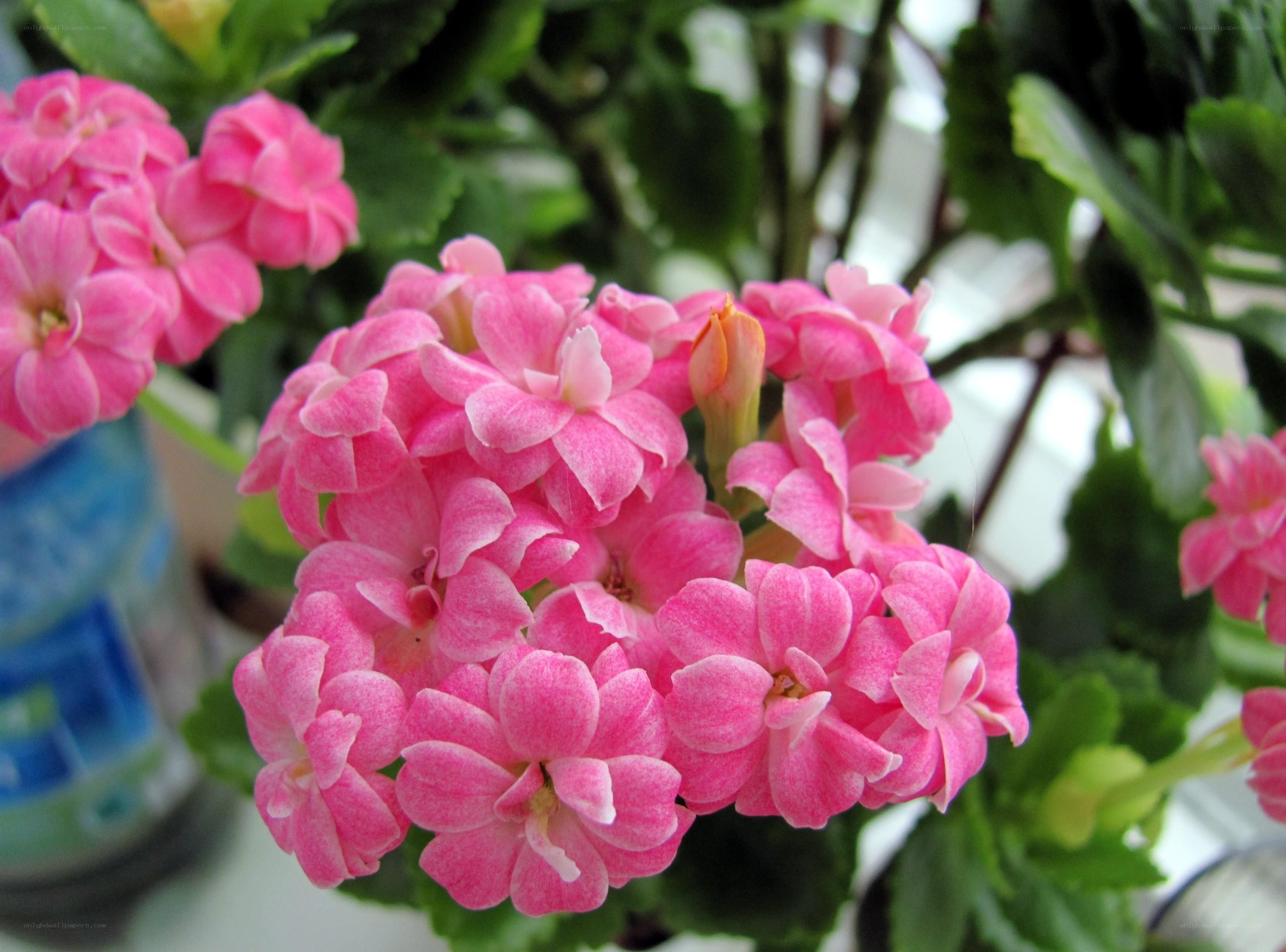 Pink Kalanchoe Flowers