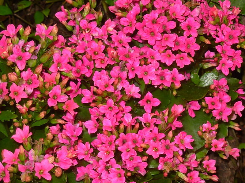 Pink Kalanchoe flowers