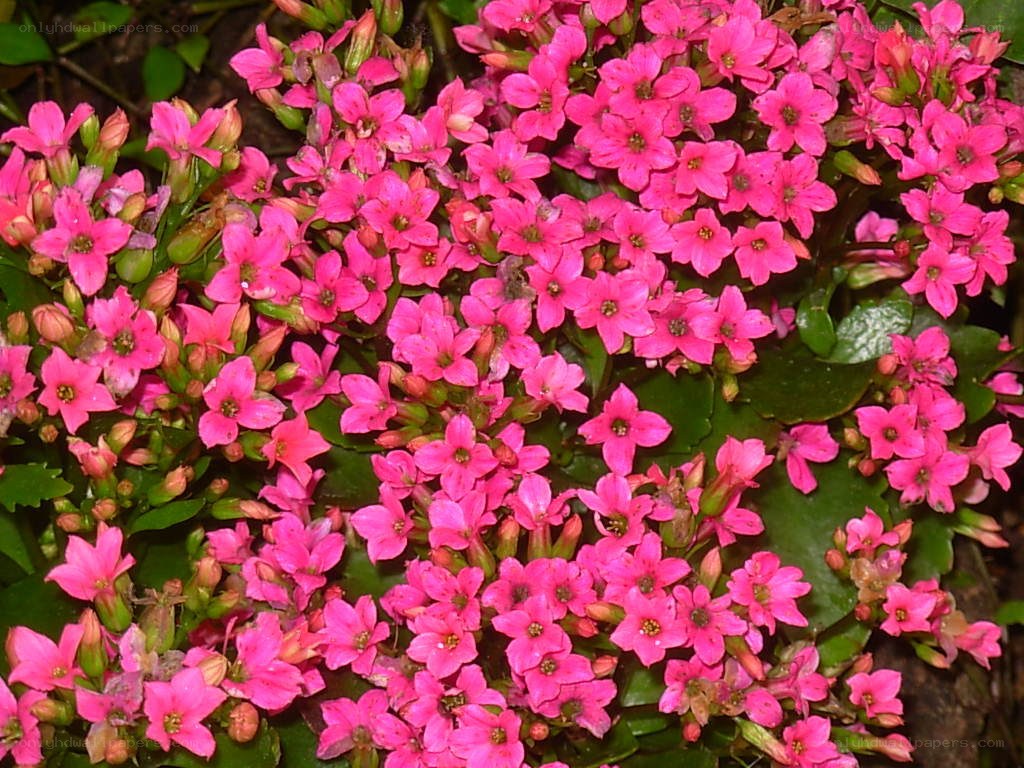Pink Kalanchoe flowers