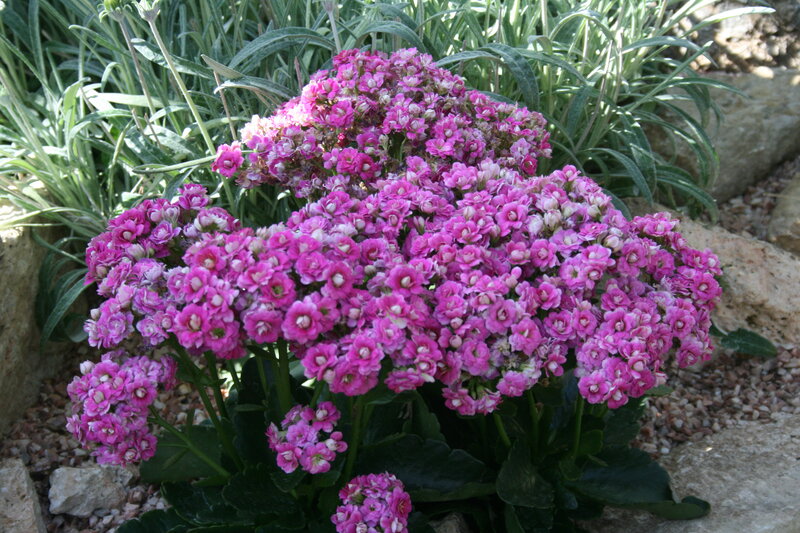 Pink Kalanchoe Flowers — Calm, Afternoon