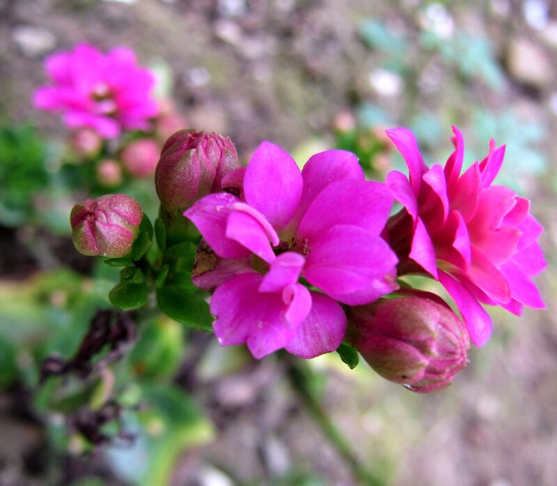 Pink Kalanchoe Flowers — Calm, Photograph