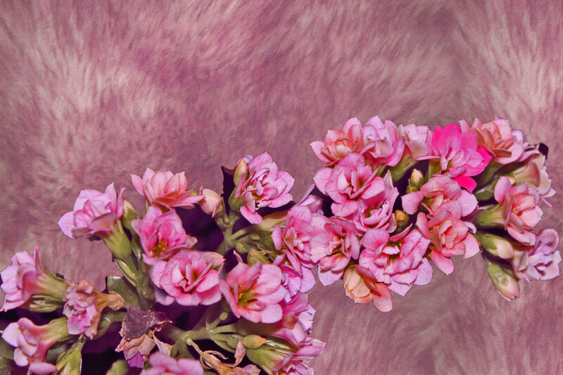 Pink Kalanchoe Flowers — Calm