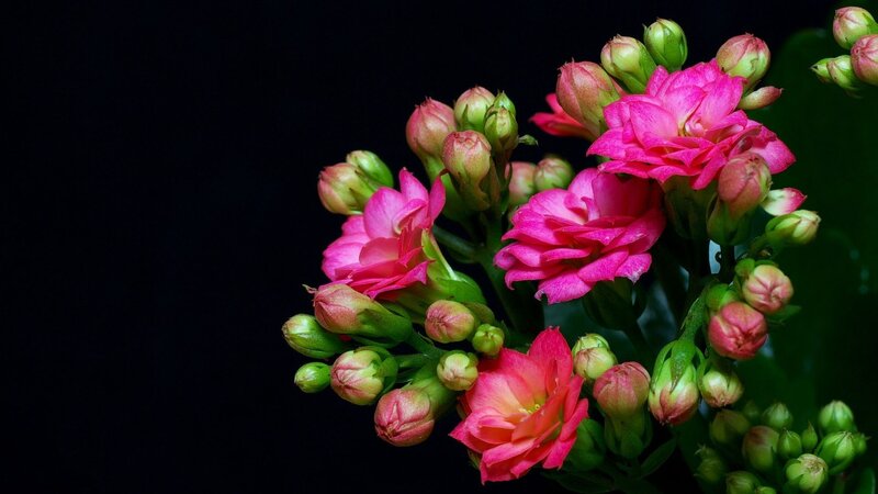 Pink Kalanchoe Flowers — Dramatic, Photograph