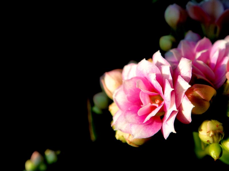 Pink Kalanchoe Flowers — Dramatic