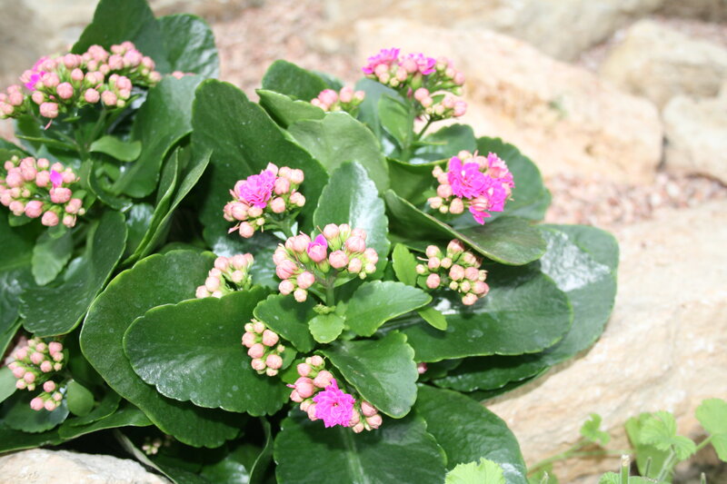 Pink Kalanchoe Flowers — Green, Calm
