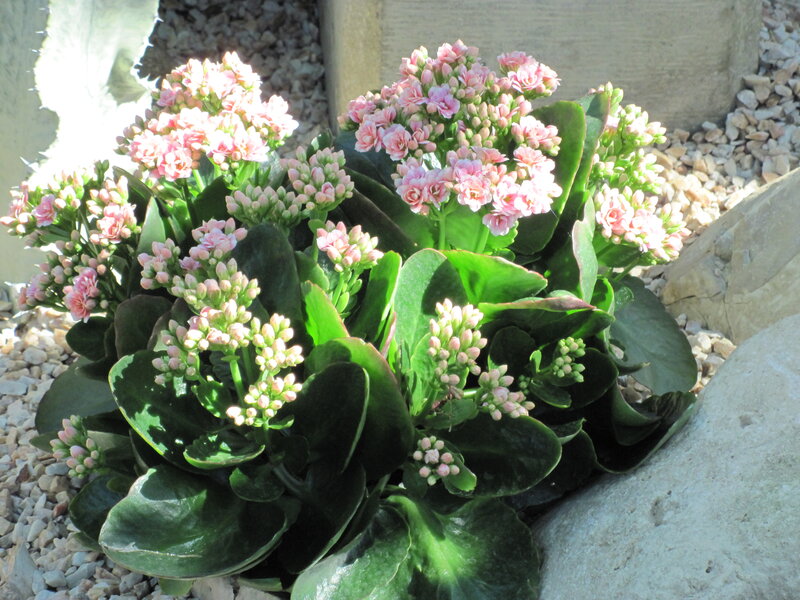 Pink Kalanchoe Flowers — Green