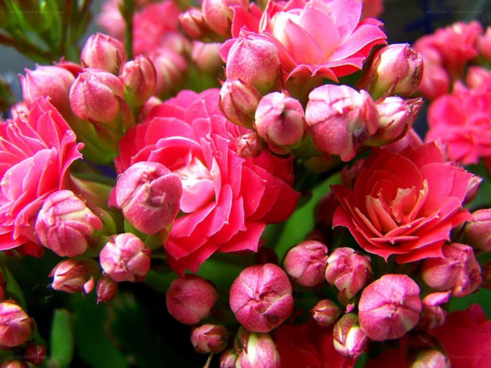 Pink kalanchoe flowers in bloom