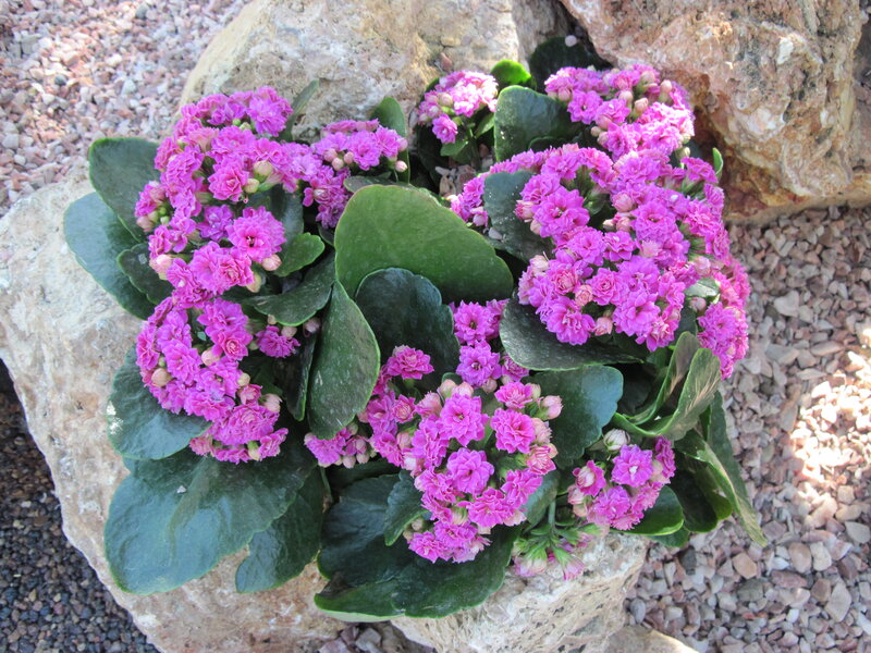 Pink Kalanchoe Flowers — Purple