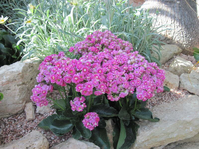 Pink Kalanchoe Flowers — Serene, Afternoon
