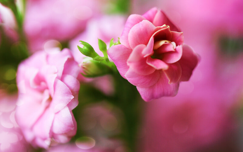 Pink Kalanchoe Flowers — Serene, Photograph