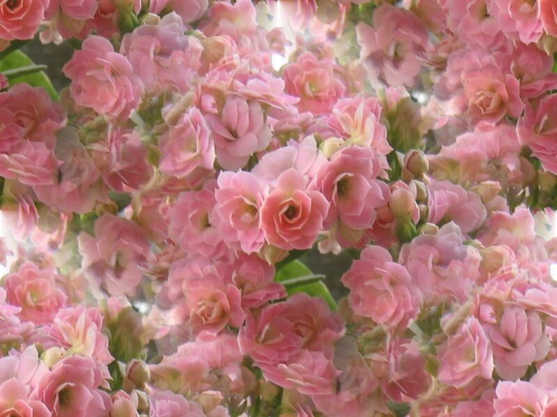 Pink Kalanchoe Flowers — Serene