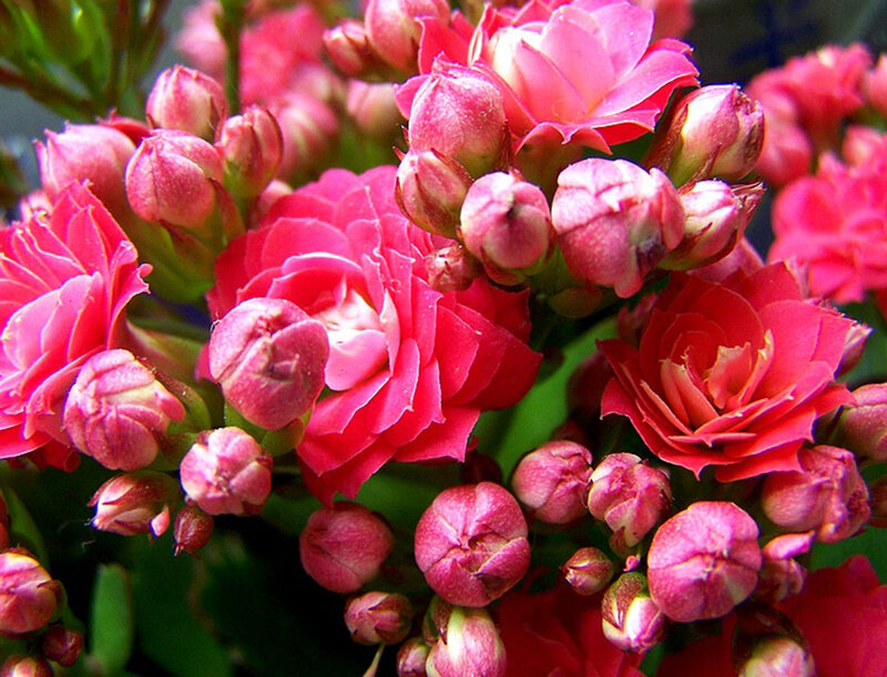 Pink Kalanchoe Flowers — Vibrant
