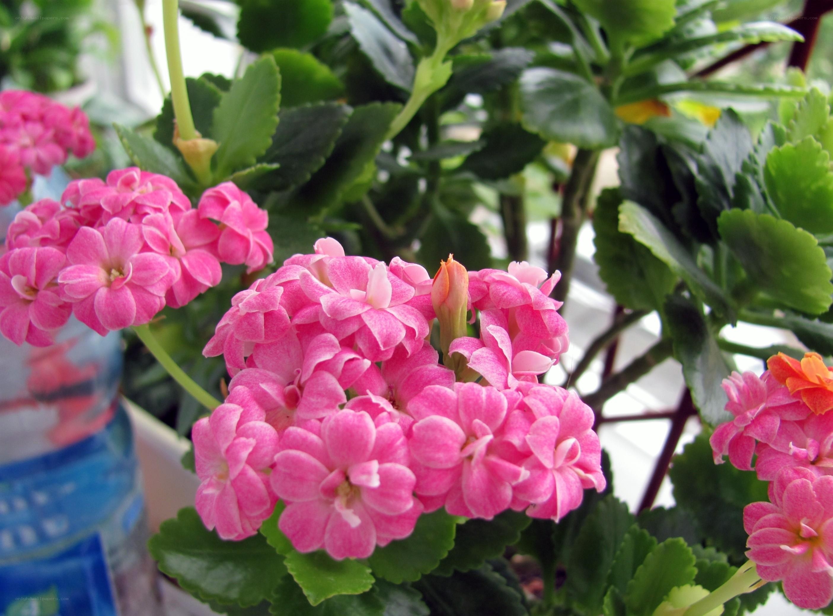 Pink Kalanchoe Flowers