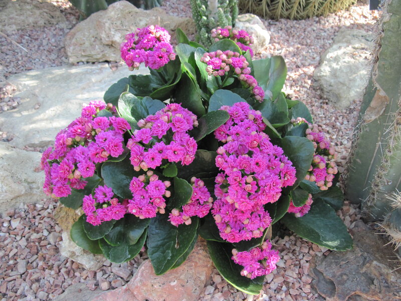 Pink Kalanchoe Plant — Calm, Afternoon