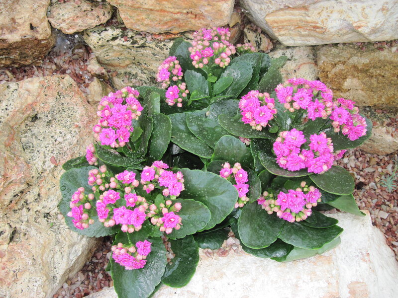 Pink Kalanchoe Plant — Calm