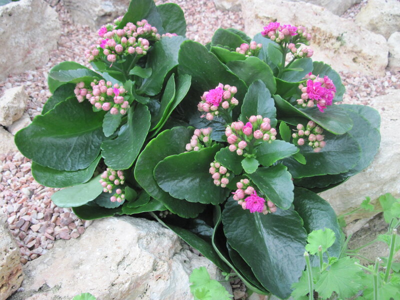 Pink Kalanchoe Plant — Green