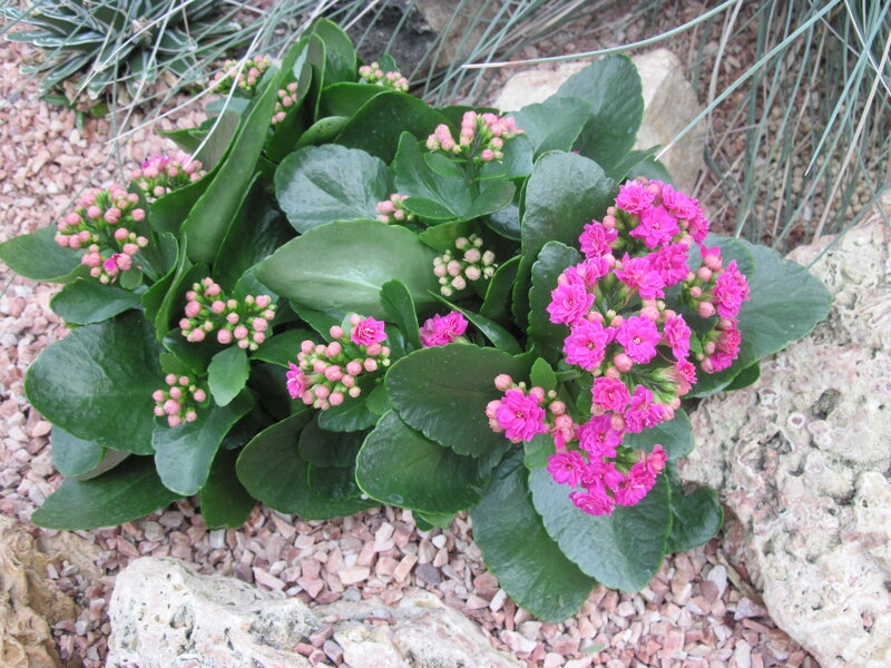 Pink Kalanchoe Plant