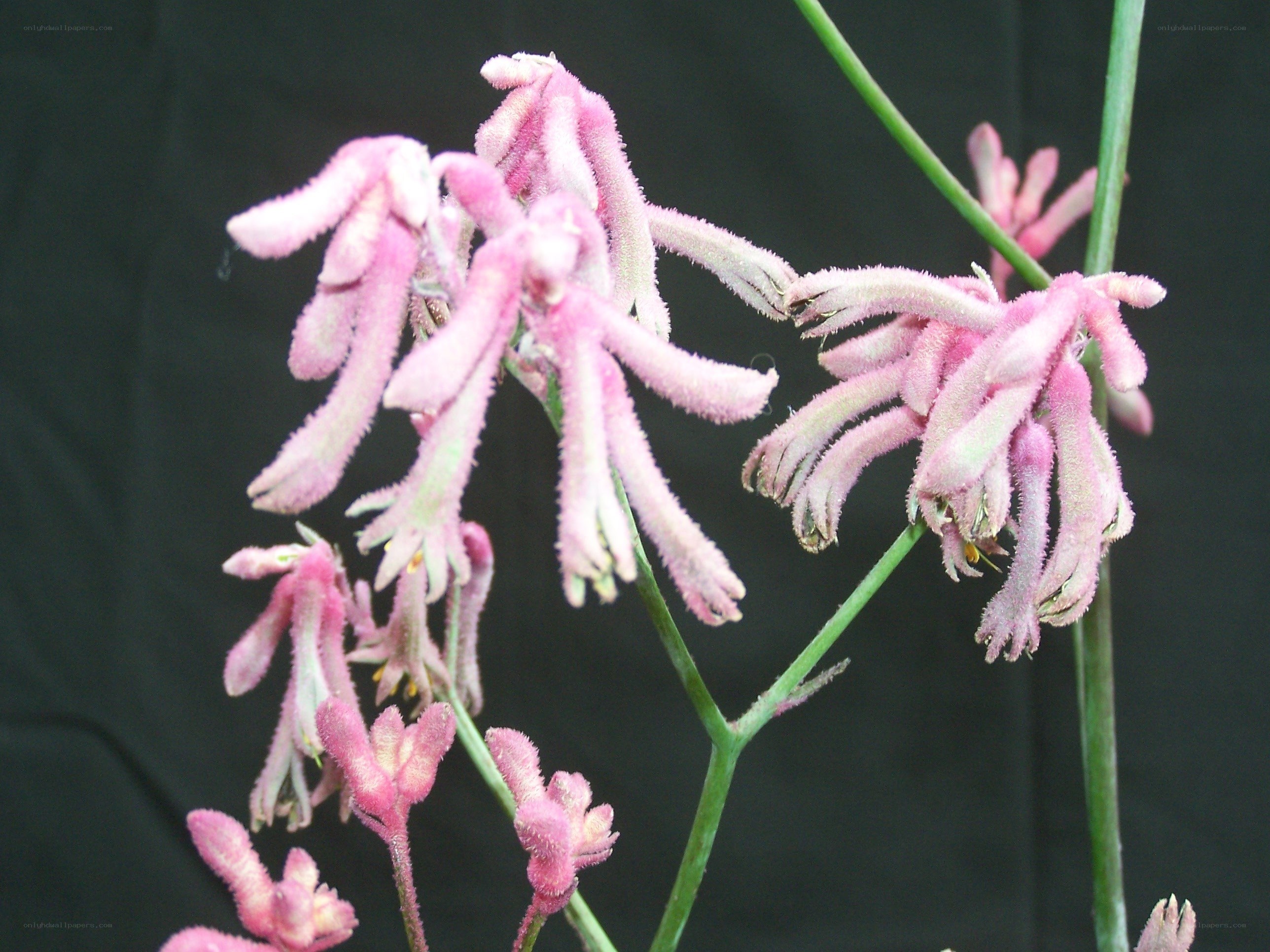 Pink kangaroo paw flowers
