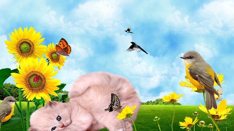 Pink Kitten in Field