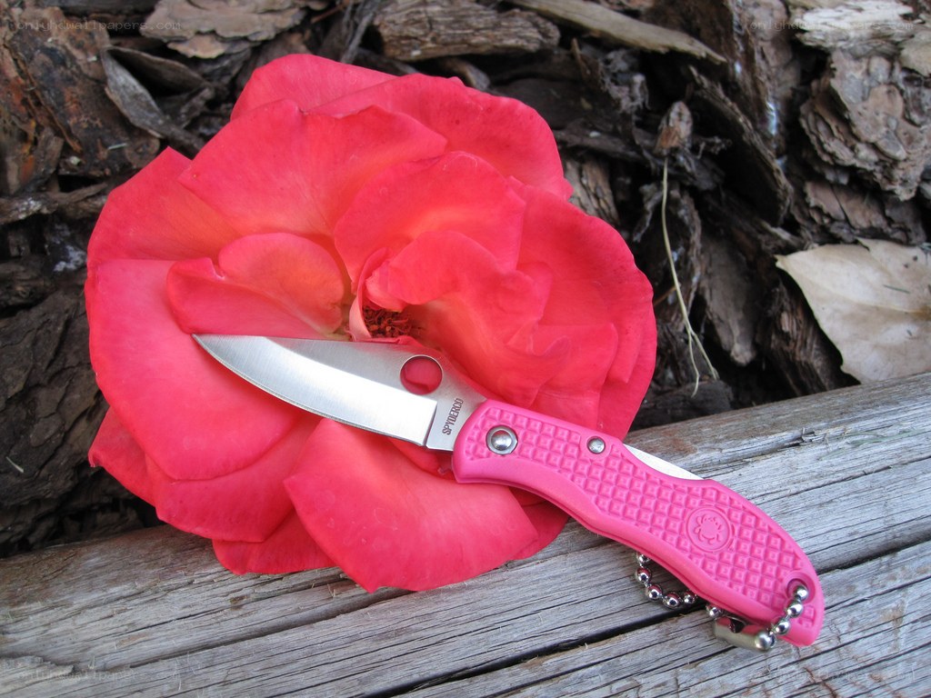 Pink knife on red rose