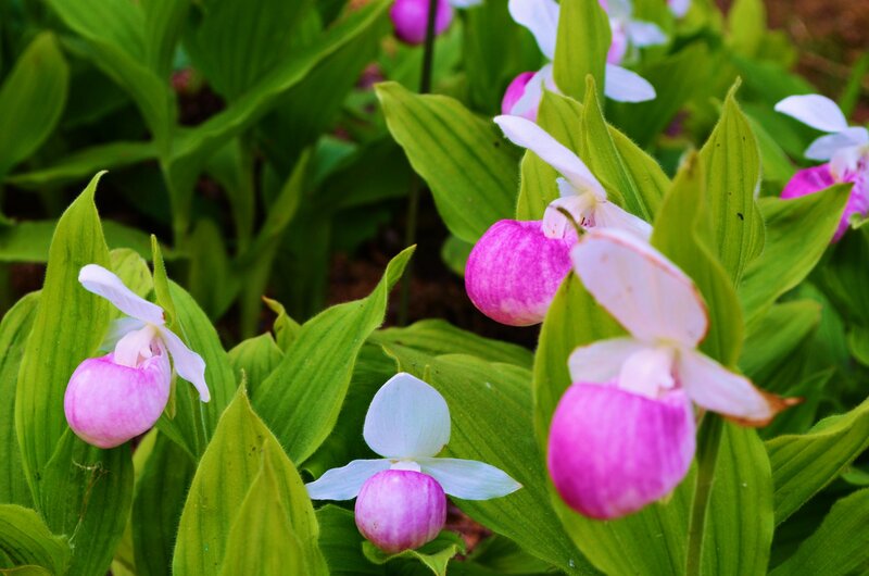 Pink Lady's Slipper Orchids — Serene