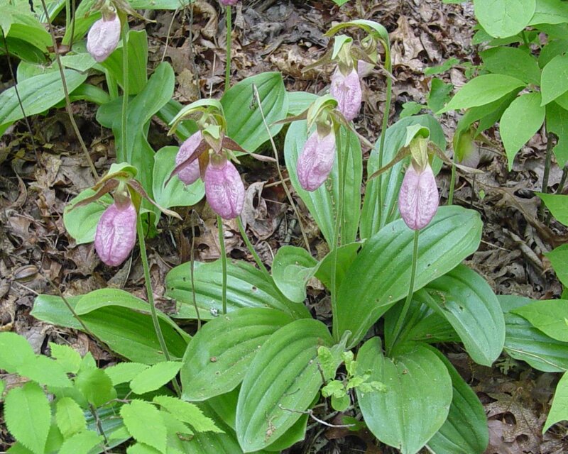 Pink Lady's Slipper Orchids