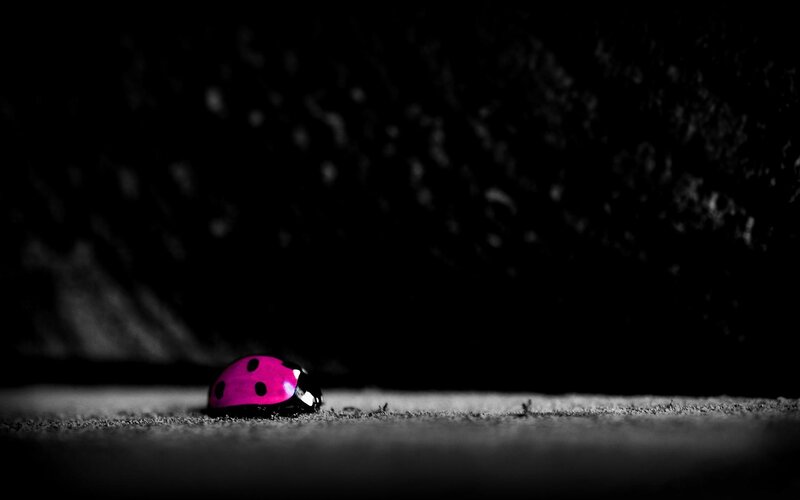 pink ladybug on dark ground