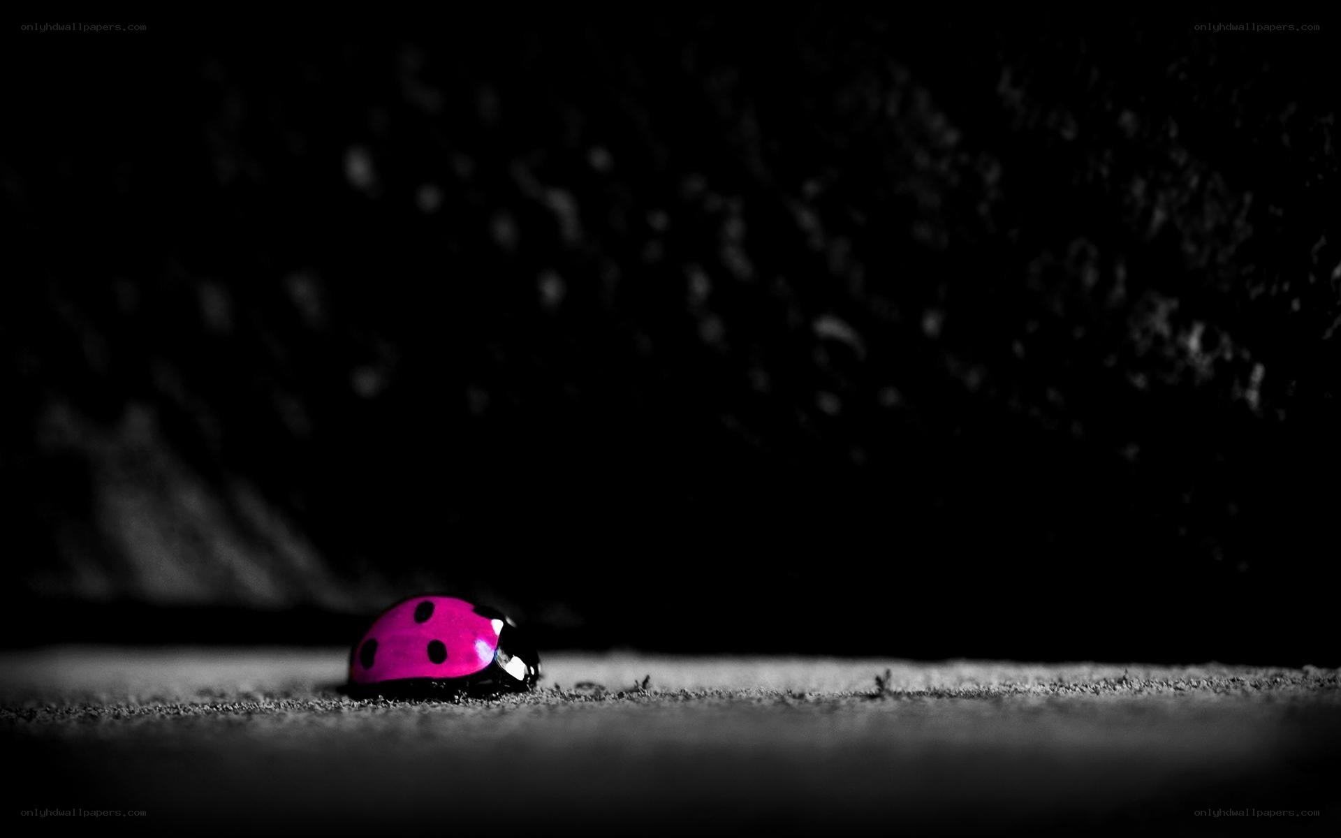 pink ladybug on dark ground