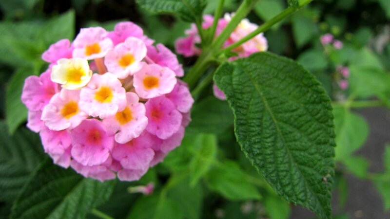Pink Lantana Flower