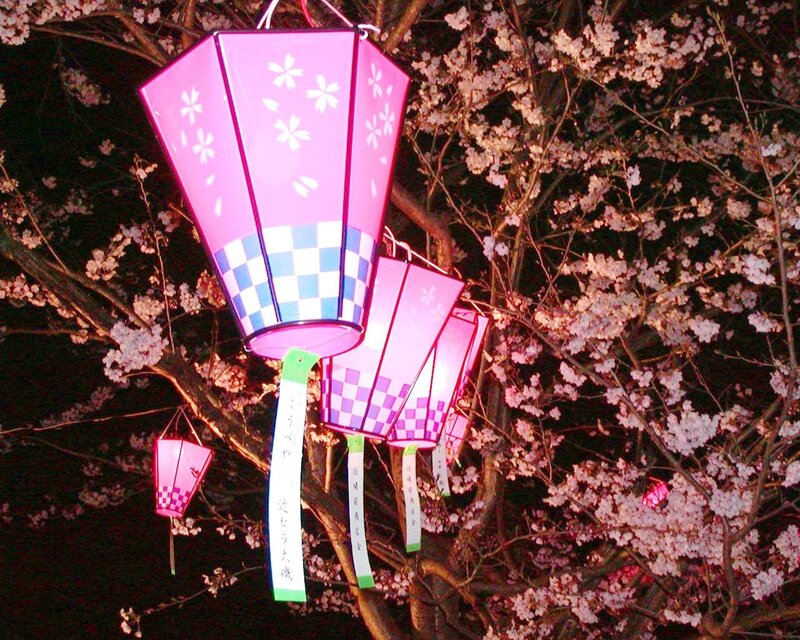 Pink Lanterns on Cherry Tree